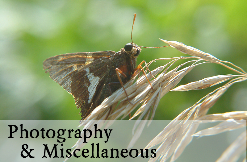 Photography and Misc